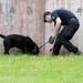 131st Military Working Dog Detachment device detection training