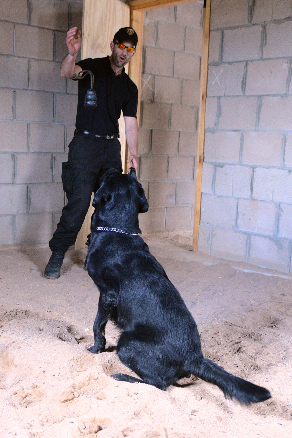 131st Military Working Dog Detachment device detection training