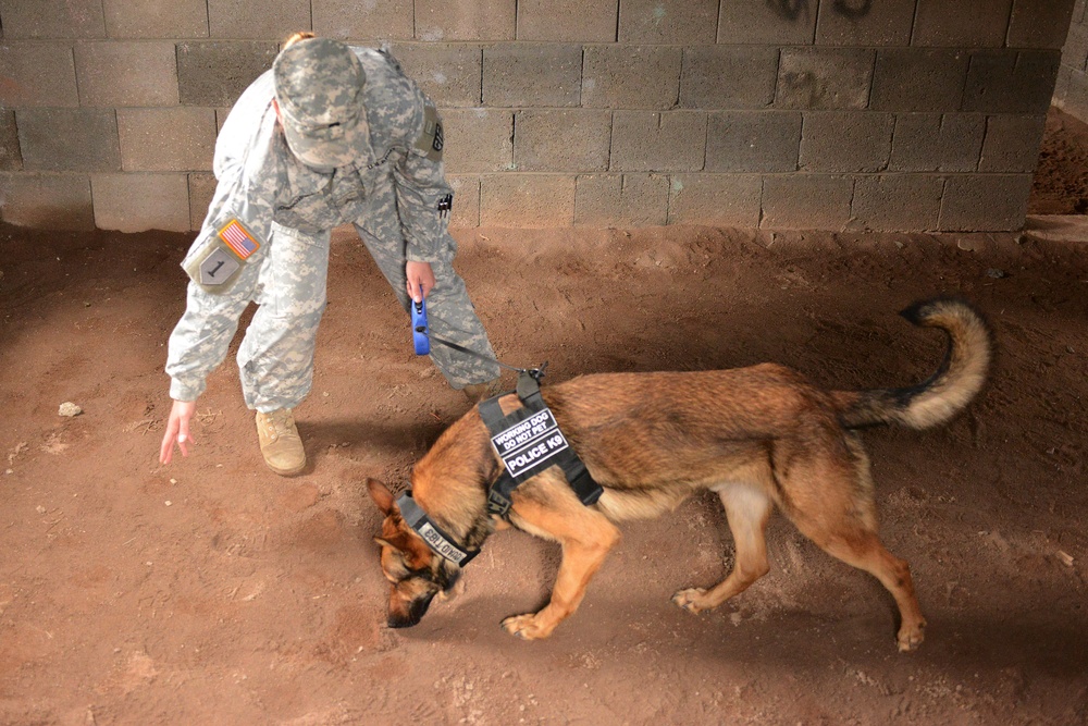 131st Military Working Dog Detachment device detection training