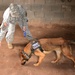 131st Military Working Dog Detachment device detection training