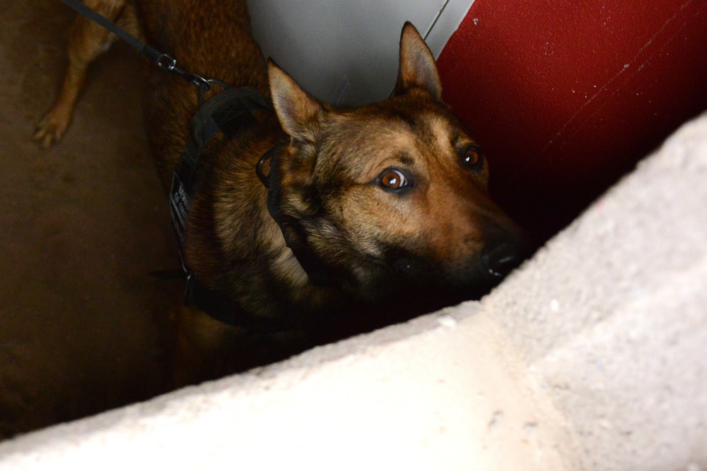 131st Military Working Dog Detachment device detection training