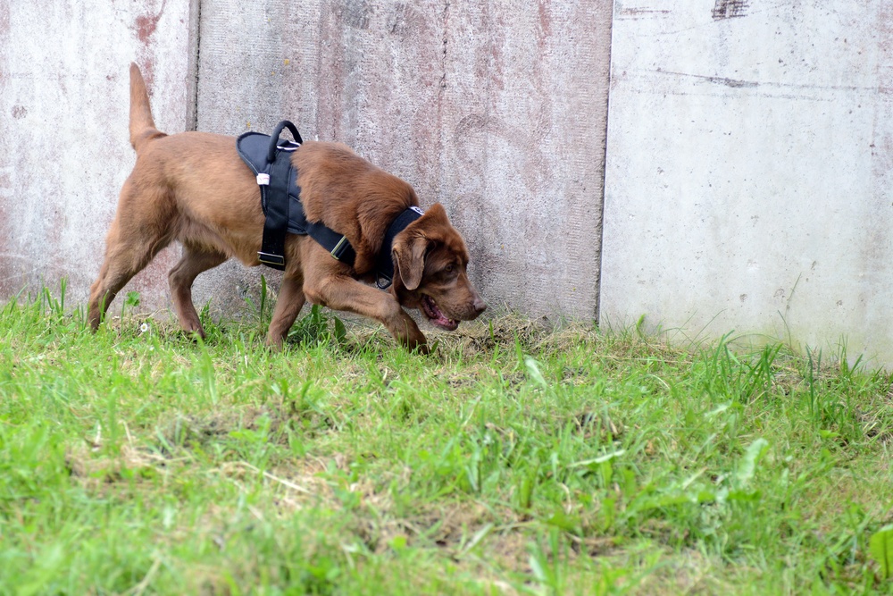 131st Military Working Dog Detachment device detection training