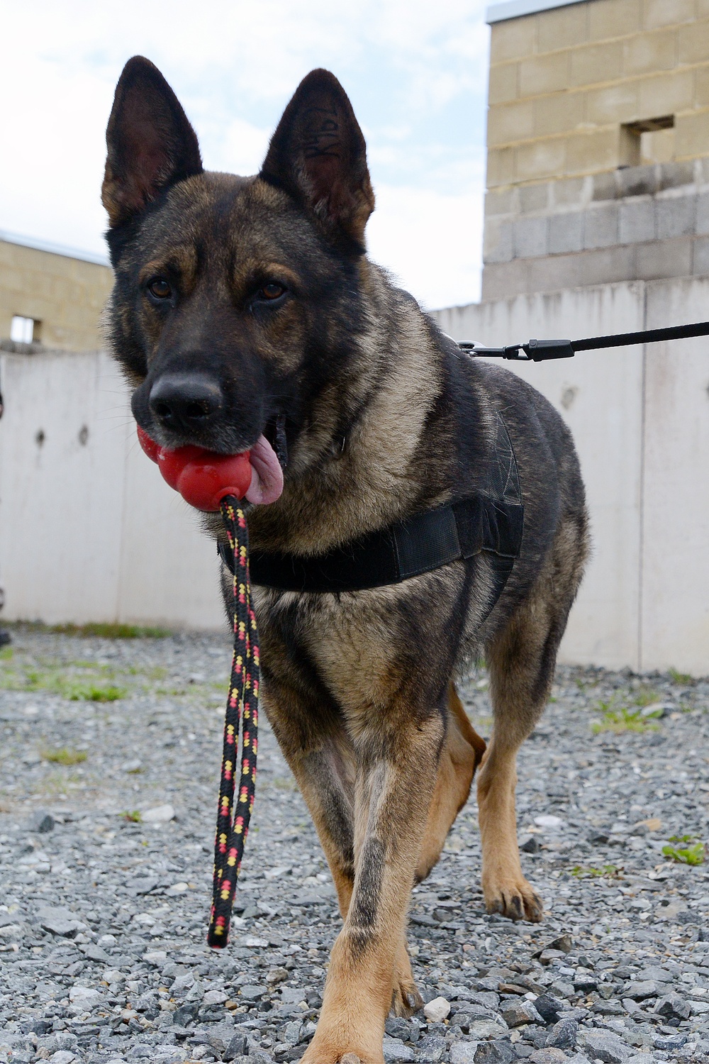 131st Military Working Dog Detachment device detection training