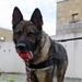 131st Military Working Dog Detachment device detection training