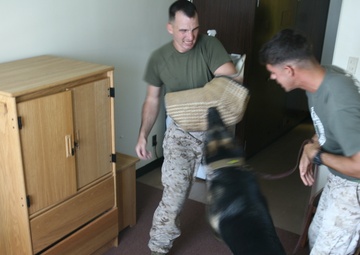 K-9s, Marines provide special capability