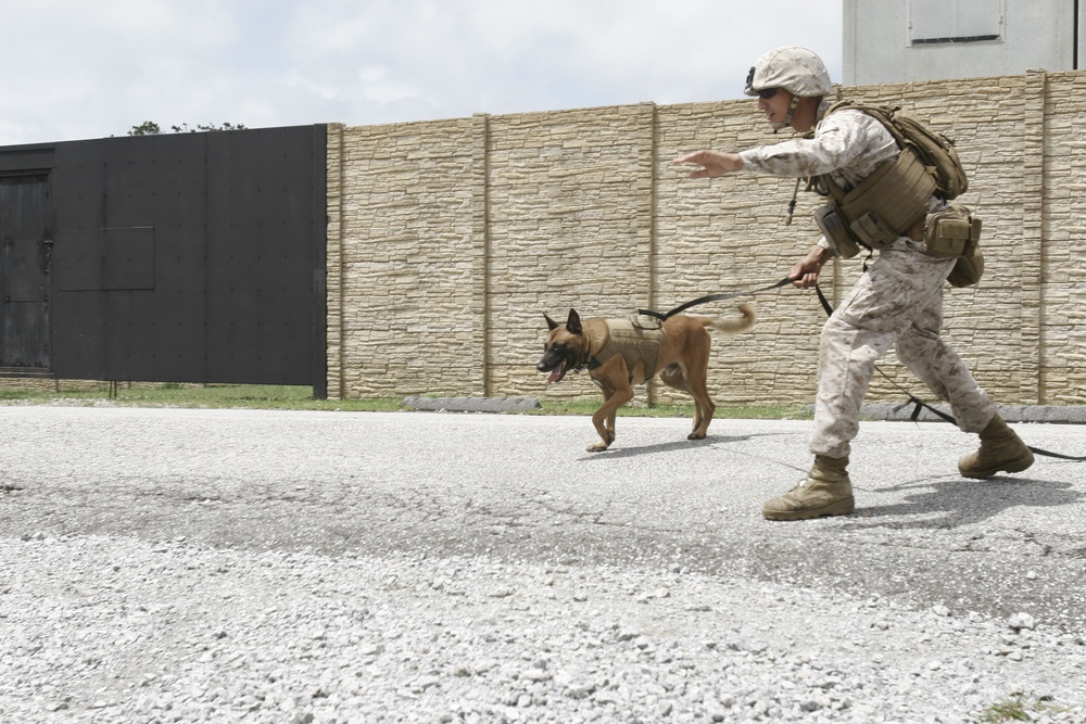 Dogs sniff-out explosives during training