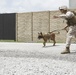 Dogs sniff-out explosives during training