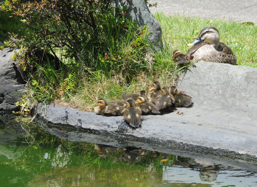 Ducks of Zama 101