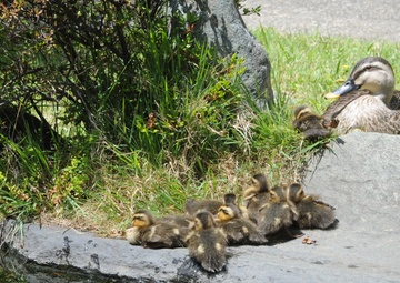 Ducks of Zama 101
