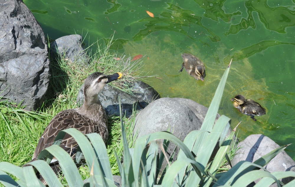 Ducks of Zama 101