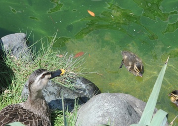 Ducks of Zama 101
