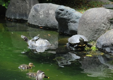 Ducks of Zama 101