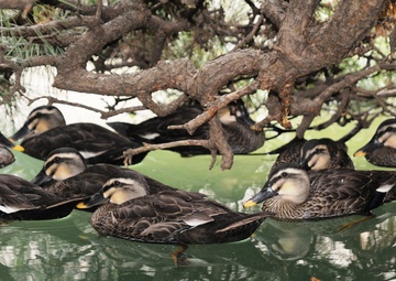 Ducks of Zama 101