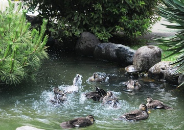Ducks of Zama 101