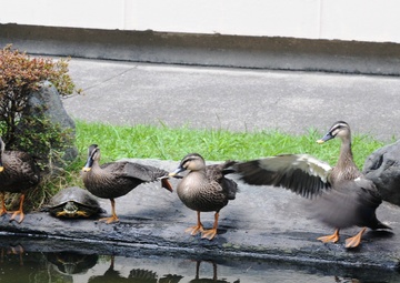 Ducks of Zama 101