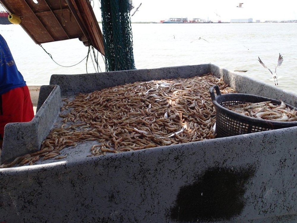 NOAA, USCG seize 700 pounds of illegally caught shrimp