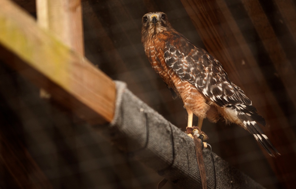 Wildlife make good neighbors aboard base Wildlife make good neighbors aboard base