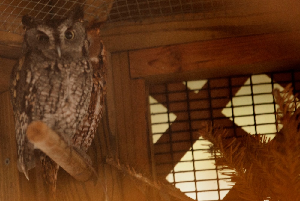 Wildlife make good neighbors aboard base Wildlife make good neighbors aboard base