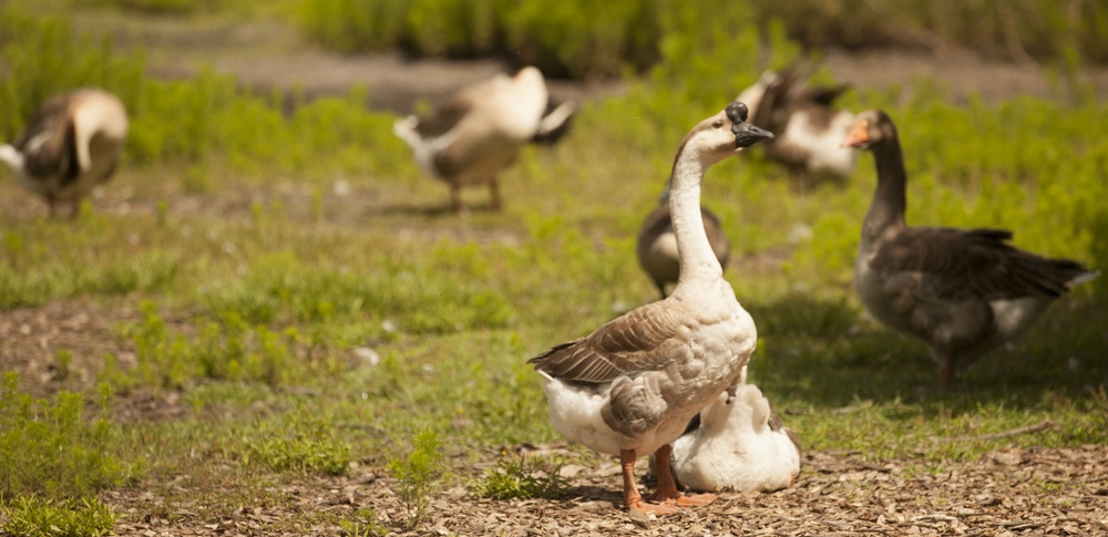 Wildlife make good neighbors aboard base Wildlife make good neighbors aboard base