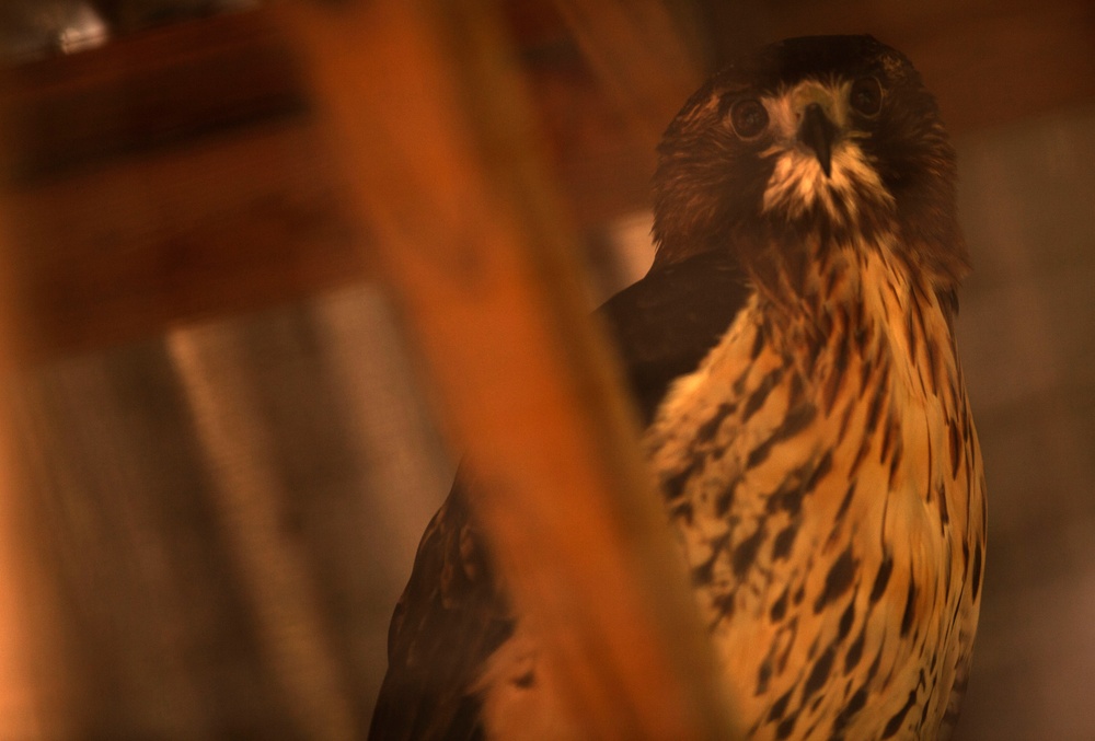 Wildlife make good neighbors aboard base