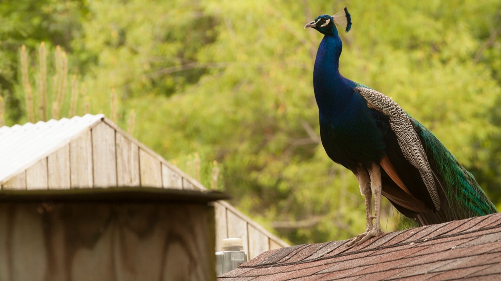 Wildlife make good neighbors aboard base Wildlife make good neighbors aboard base