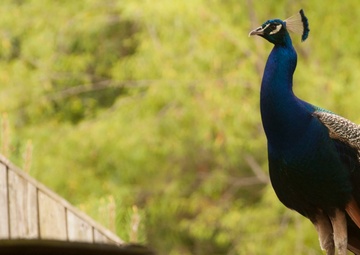 Wildlife make good neighbors aboard base