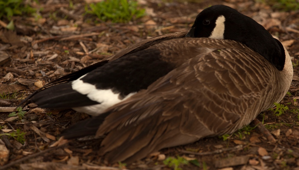 Wildlife make good neighbors aboard base Wildlife make good neighbors aboard base