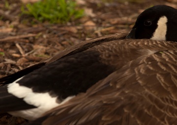 Wildlife make good neighbors aboard base