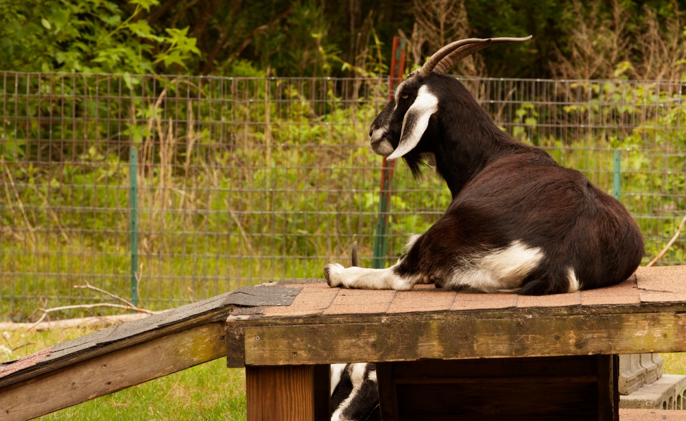 Wildlife make good neighbors aboard base Wildlife make good neighbors aboard base