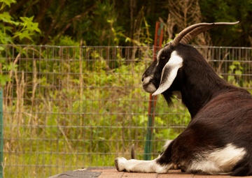 Wildlife make good neighbors aboard base