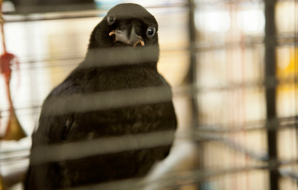 Wildlife make good neighbors aboard base Wildlife make good neighbors aboard base