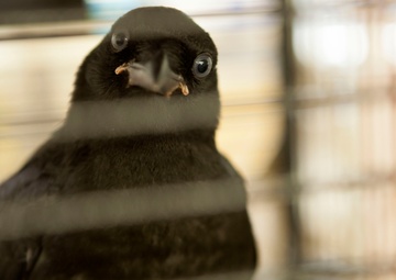 Wildlife make good neighbors aboard base