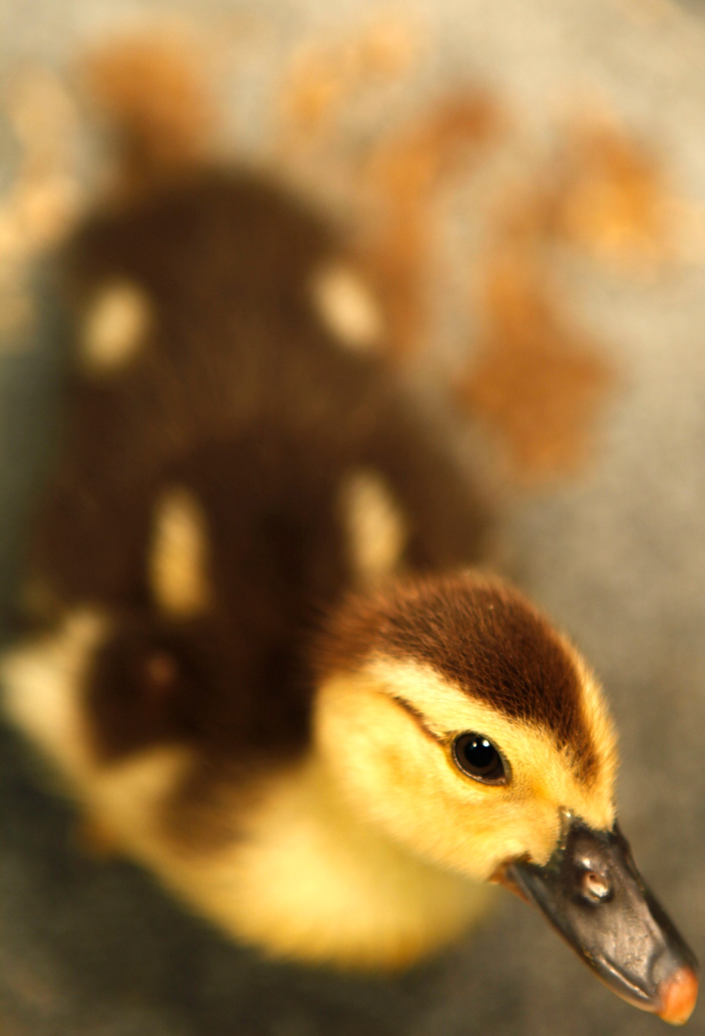 Wildlife make good neighbors aboard base Wildlife make good neighbors aboard base