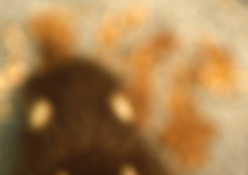 Wildlife make good neighbors aboard base