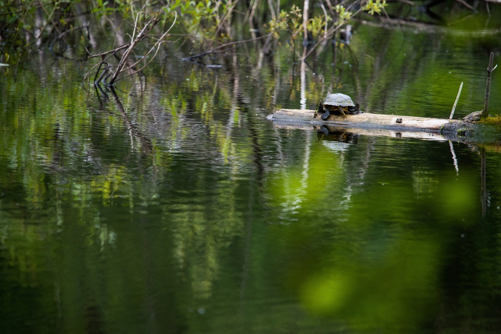 Wildlife and military training lands