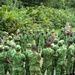 Special-Purpose MAGTF Africa Marines, Sailors complete engagement in Gabon