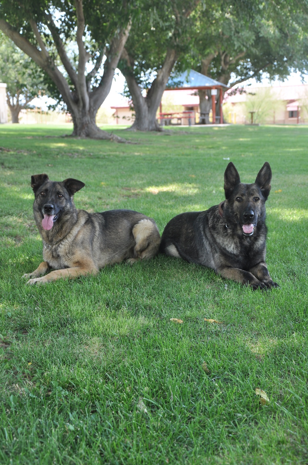 Four legs, one goal: K-9s train day-in and day-out