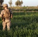 Marines with Echo Co., 2/8 Conduct a Security Patrol