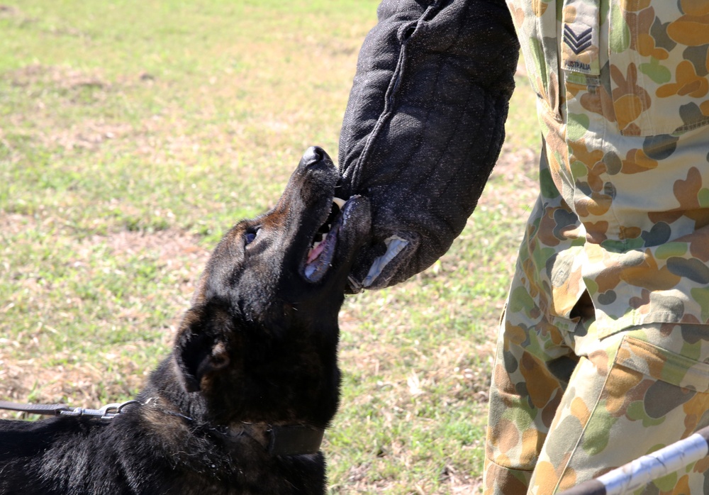 Airmen, military working dogs keep troops safe at Talisman Saber 2013