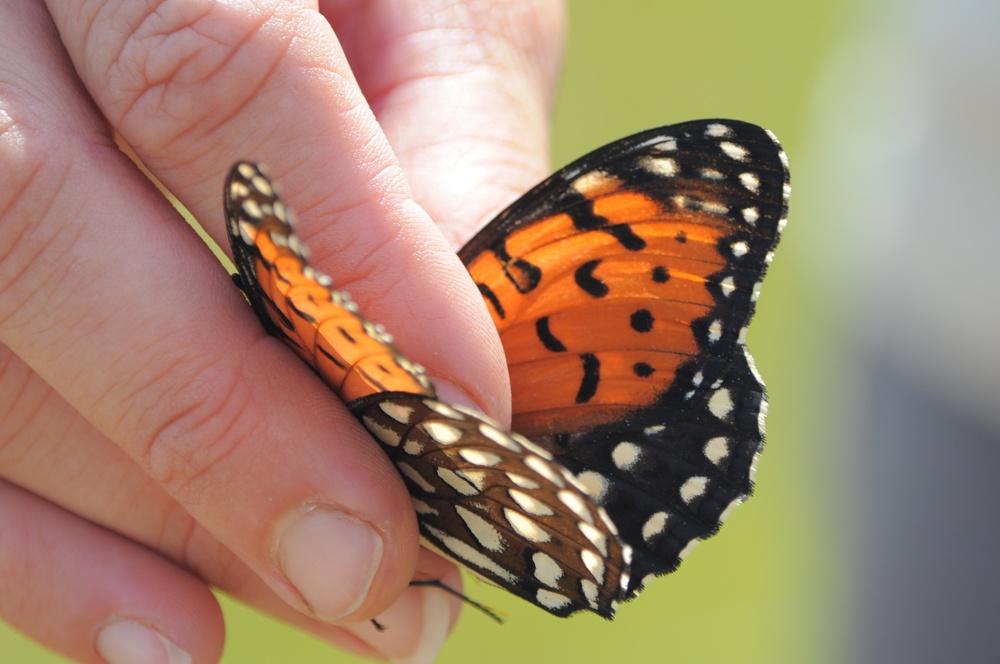 Fort Indiantown Gap offers royal butterfly tours