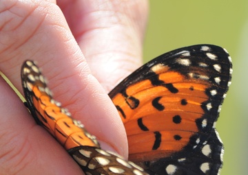 Fort Indiantown Gap offers royal butterfly tours
