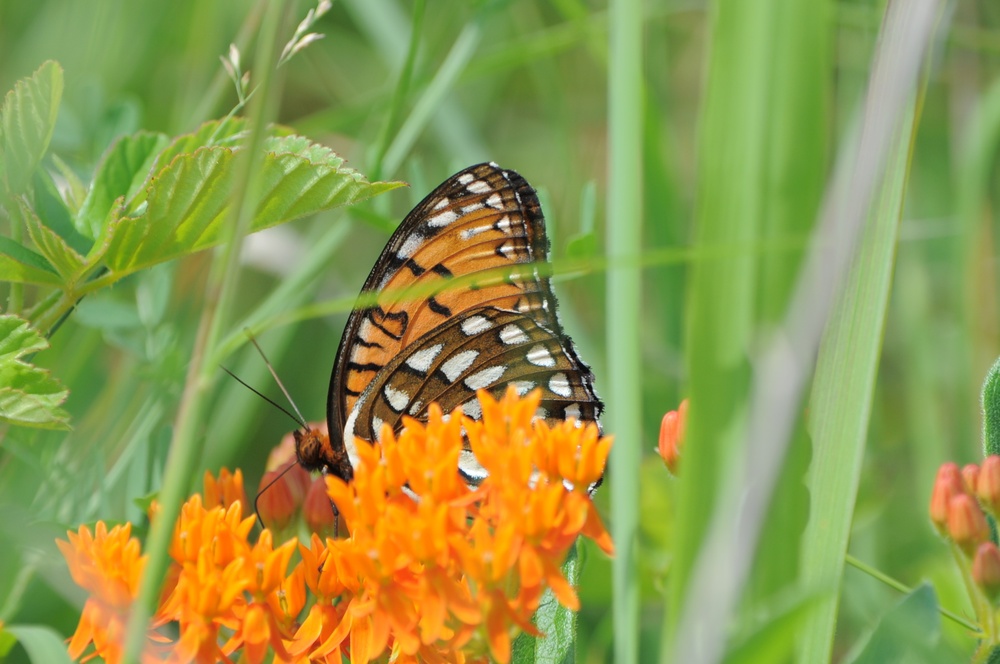 Fort Indiantown Gap offers royal butterfly tours
