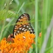 Fort Indiantown Gap offers royal butterfly tours