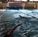 USMC Wounded Warrior Regiment Warrior Athlete Reconditioning Program Swim Camp