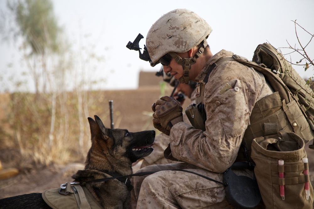 U.S. Marines with Fox Co., 2/2, Conduct Counter-Insurgency Operations in Helmand Province