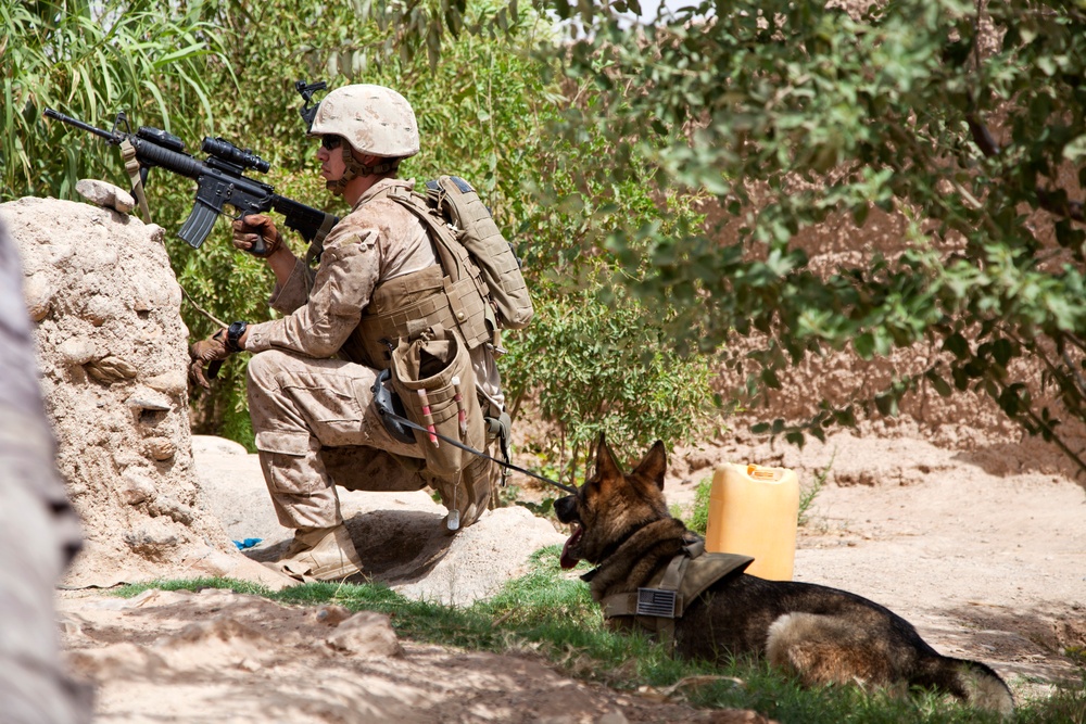 Fox Co., 2/2 Marines conduct Operation Grizzly Part 2