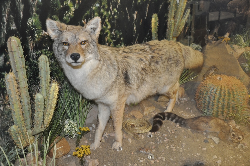 Learn about your backyard at the Victor Valley Museum