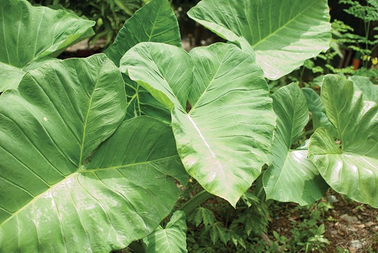 Enjoy the “green” outdoors, remain cautious of plants