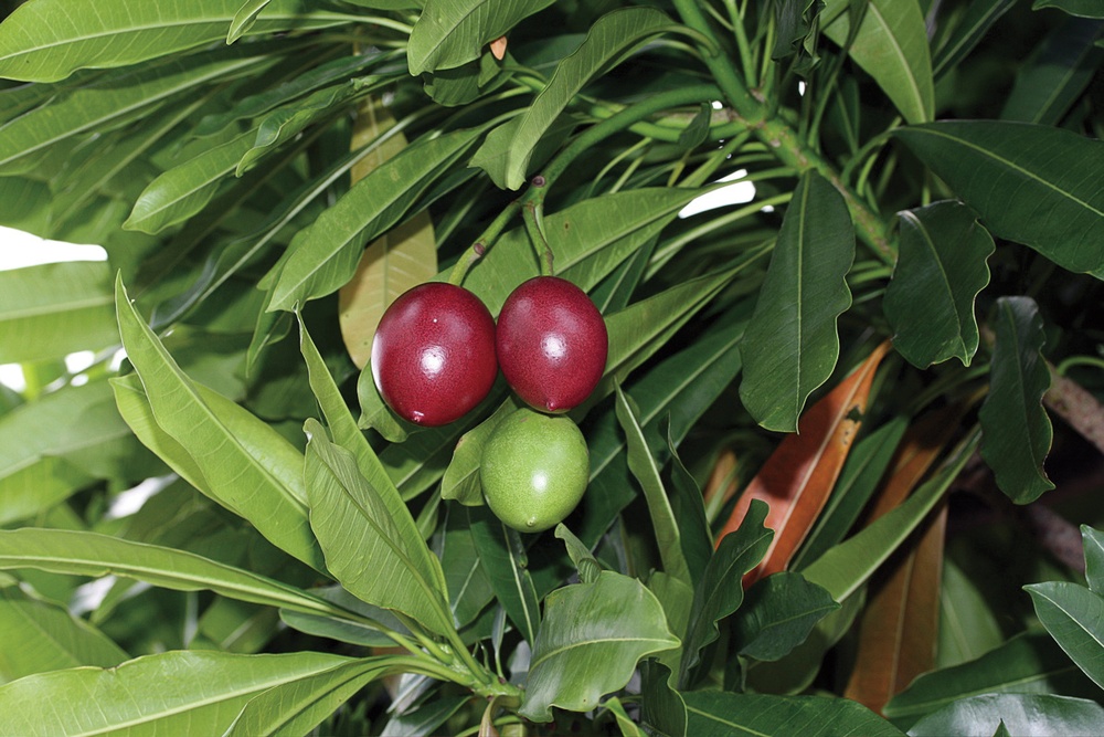 Enjoy outdoors, remain cautious of plants