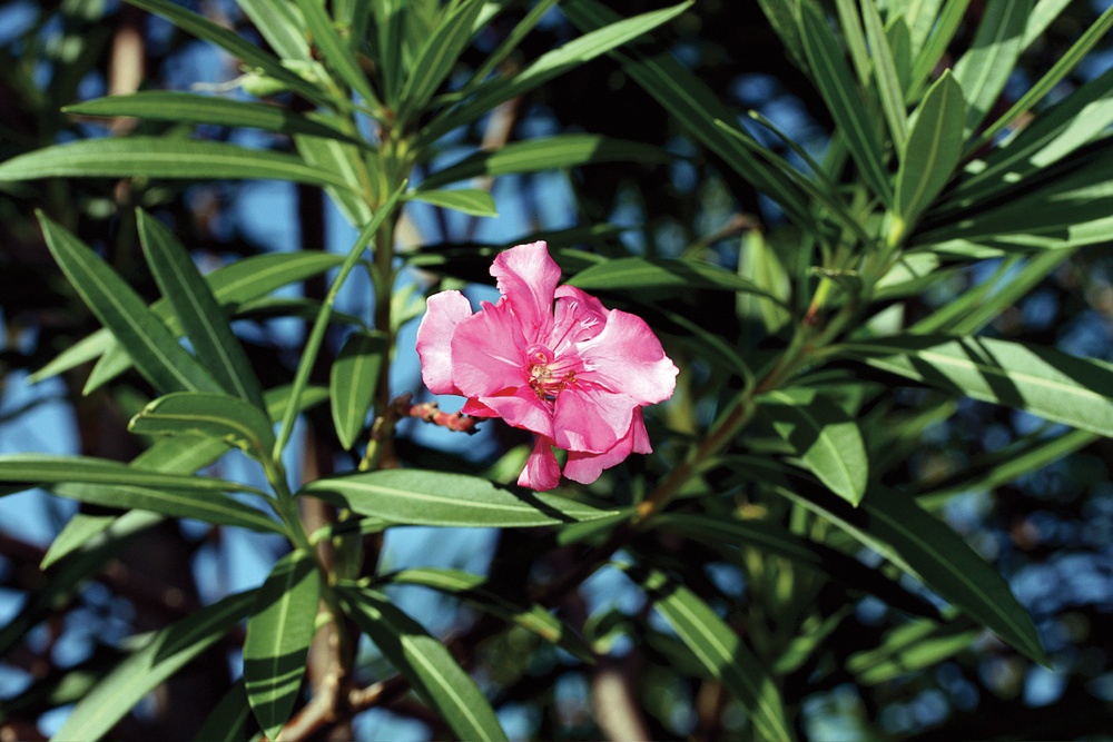 Enjoy outdoors, remain cautious of plants